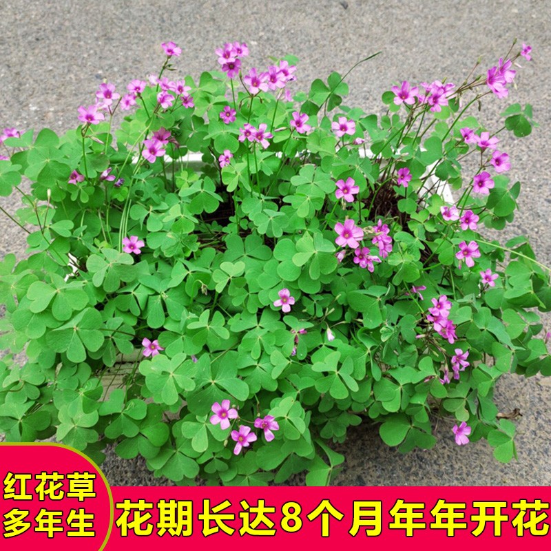 紫叶酢浆草种球紫蝴蝶花卉红叶酢浆草炸酱草种子幸运草多年生盆栽