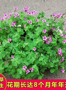 紫叶酢浆草种球紫蝴蝶花卉红叶酢浆草炸酱草种子幸运草多年生盆栽