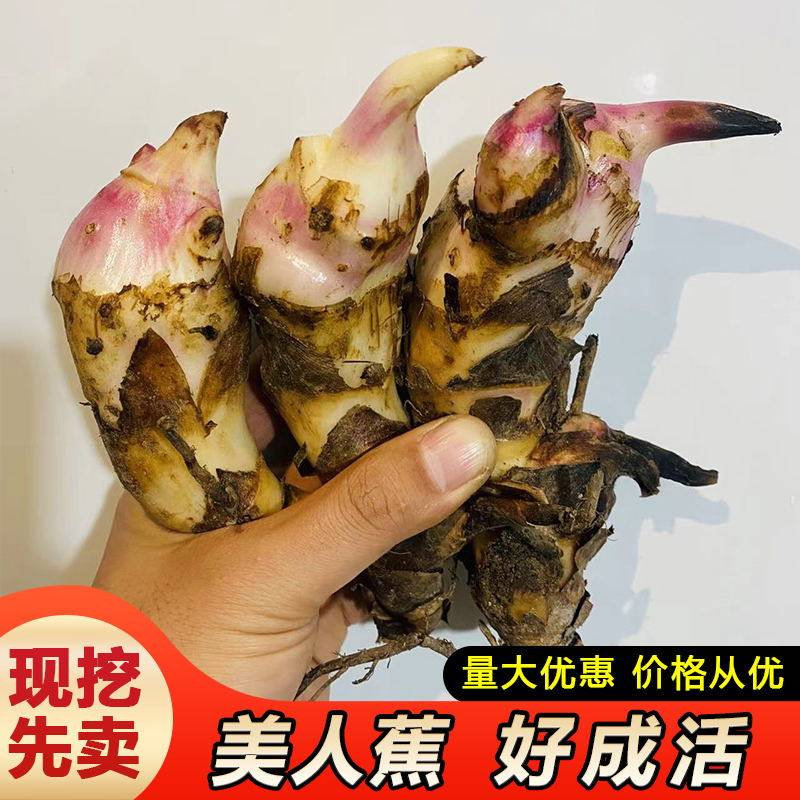 大花美人蕉种球水养水培花卉净化水质庭院地栽植物花苗根茎多年生