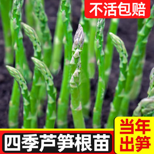 芦笋根苗绿芦笋种植小苗种籽子秧苗芦笋老根种孑阳台四季蔬菜盆栽