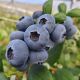 香脆甜 云南抚仙湖花香蓝莓 冷藏储存 包邮 顺丰