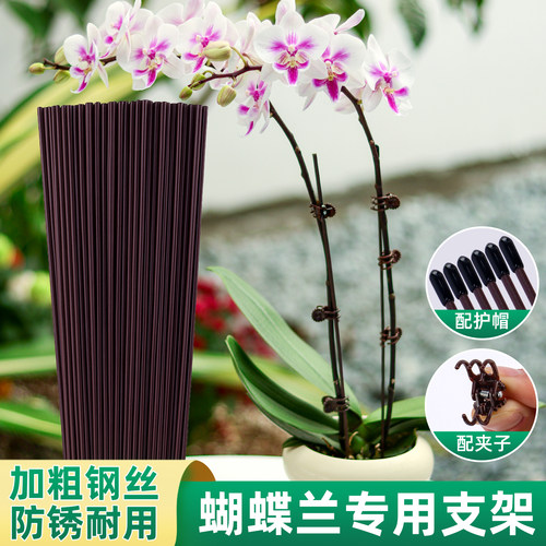 蝴蝶兰支架夹子爬藤花卉植物固定
