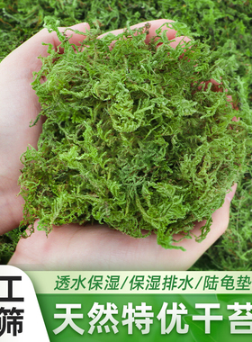 干苔藓蝴蝶兰专用水苔乌龟爬宠过冬苔藓垫材兰花专用营养土苔藓干