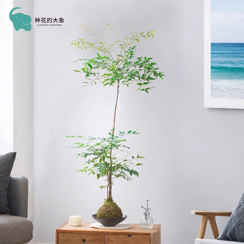 南天竹苔藓球室内桌面中大型景观