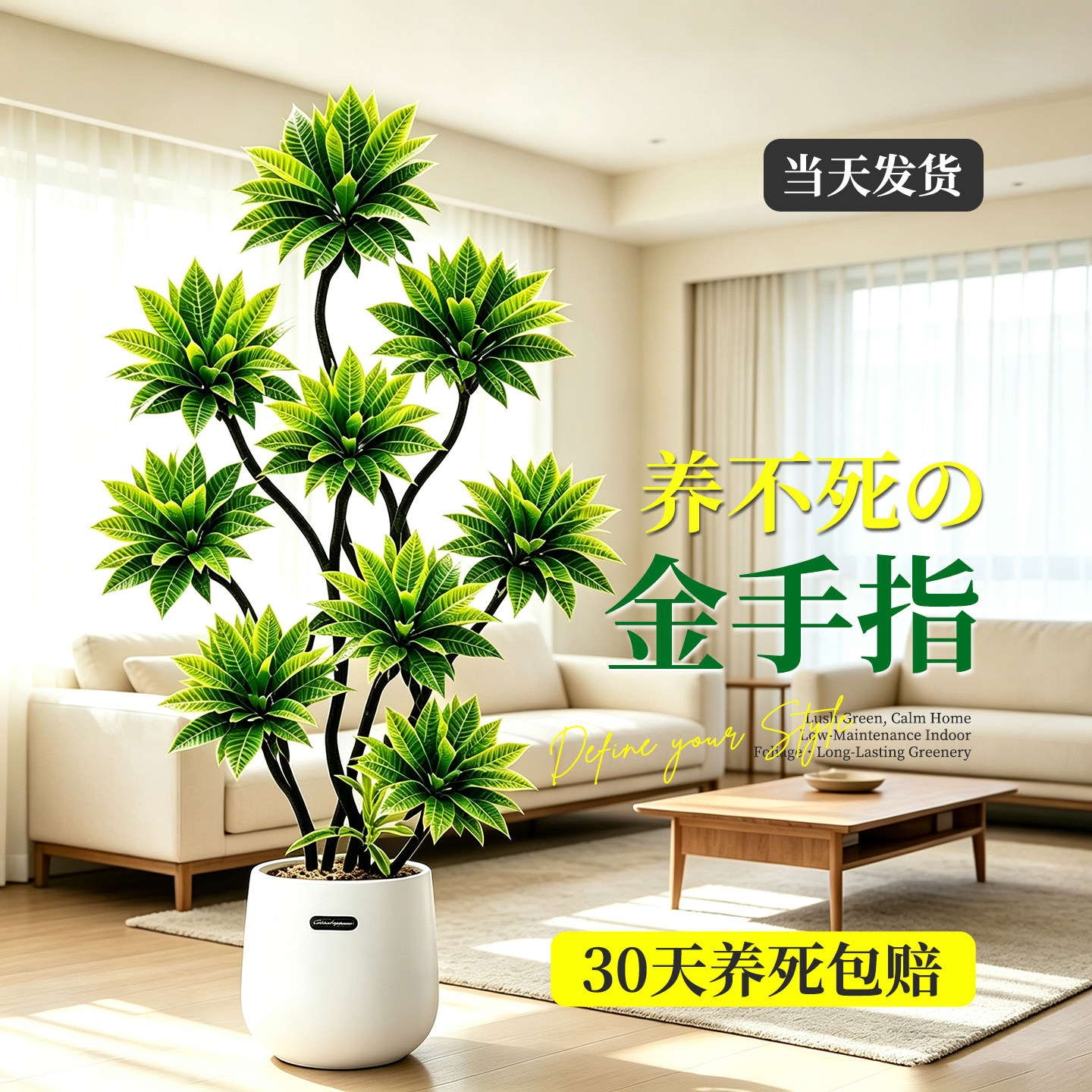 高级感金手指百合竹室内大型绿植