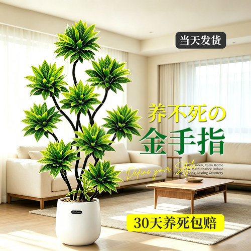 高级感金手指百合竹室内大型绿植