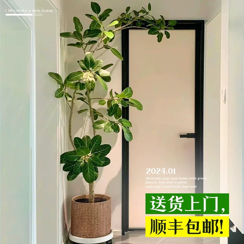 室内大型黄金榕网红孟加拉榕盆栽