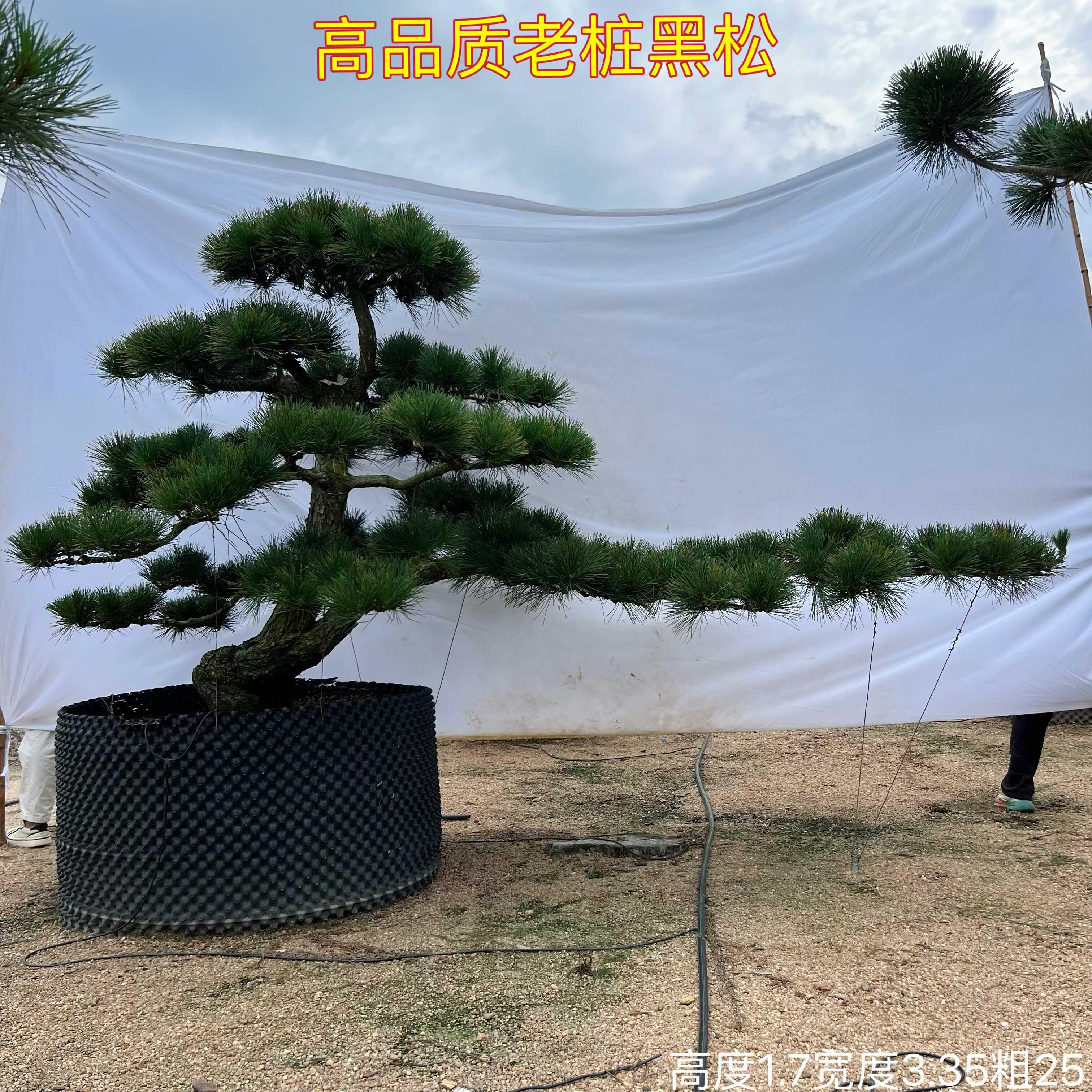 黑松造型树罗汉松大树庭院造型树盆景迎客松别墅景观树日本罗汉松