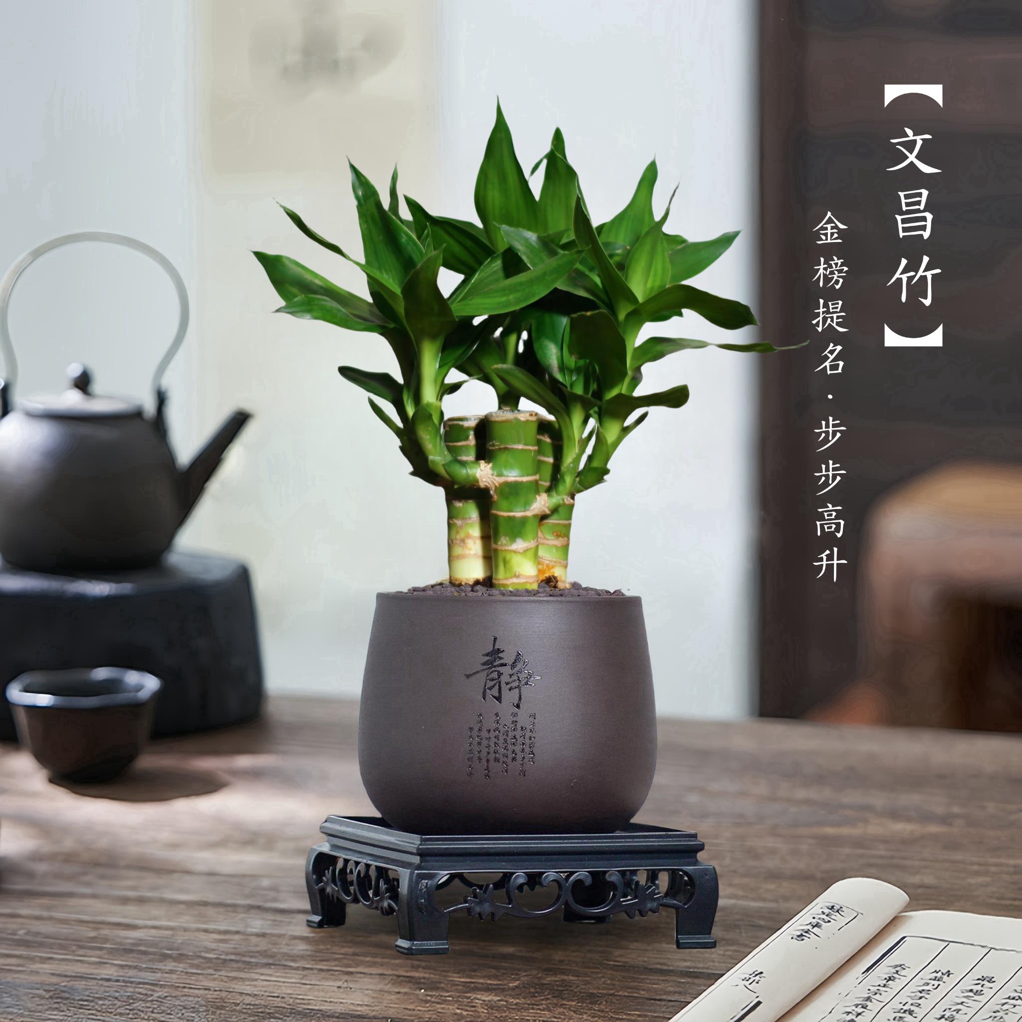 4支文昌竹【金榜题名】富贵竹水培植物水养粗杆客厅绿植土培盆栽