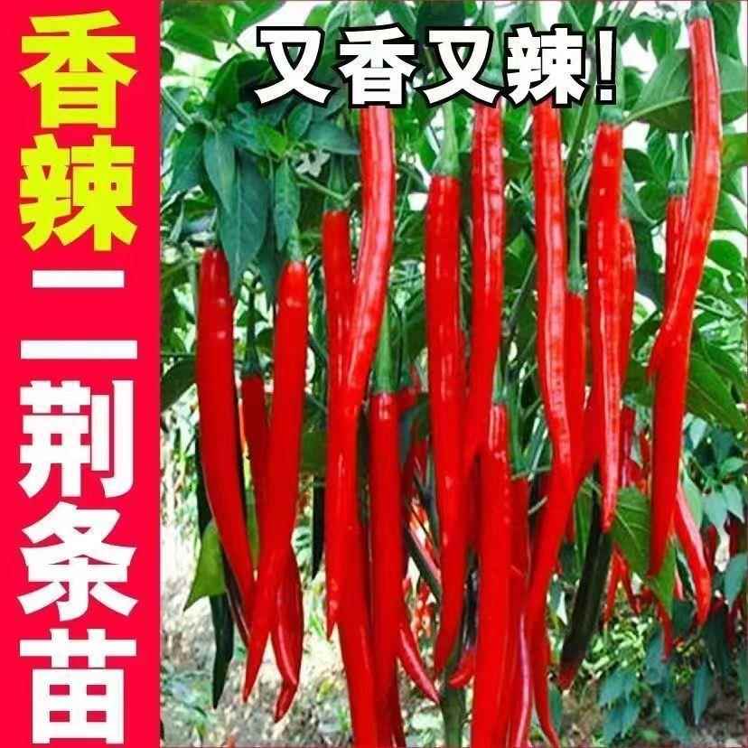 热销高产辣椒苗青椒美人椒苗薄皮辣椒秧苗螺丝椒二荆条Y长线椒朝