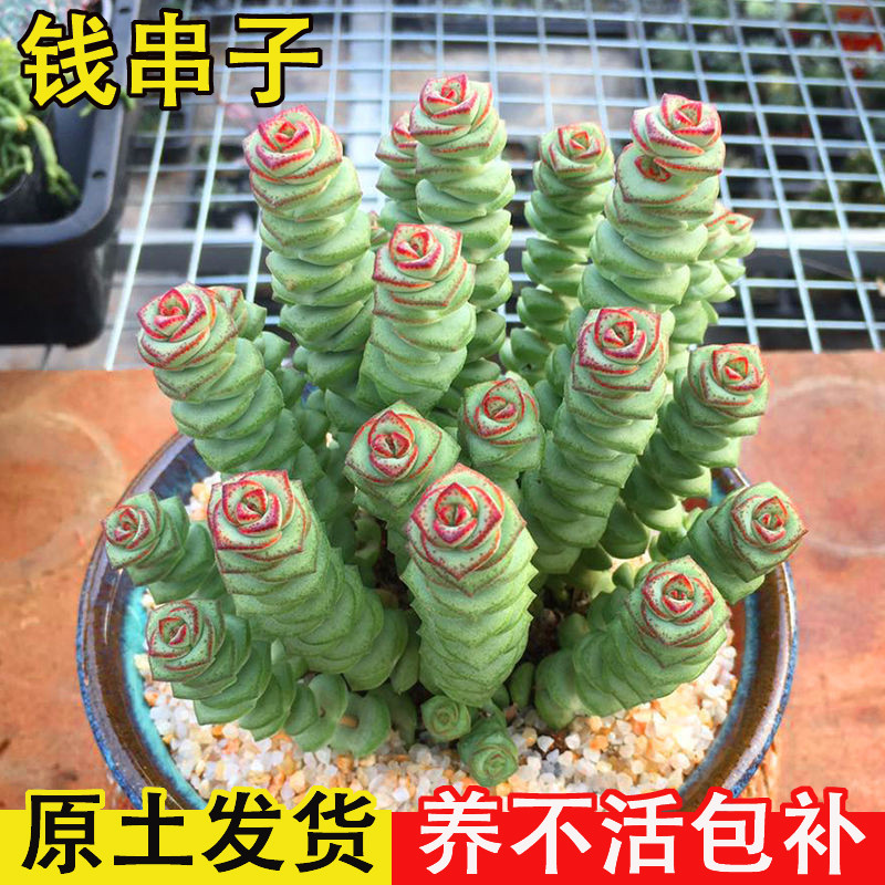 彩色钱串子盆栽多肉植物室内懒人好养花卉钱串子多头罕见肉肉老桩