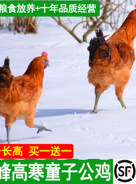 高山放养童子公鸡两只