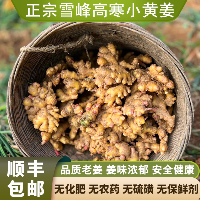 怡博士高山小黄姜姜味浓郁