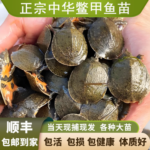 怡博士汉寿中华甲鱼苗