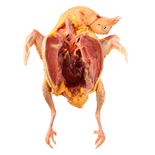 怡博士5年老鸽子2只土鸽子鸽子肉鸽新鲜现杀鸽子乳鸽农家散养鸽子