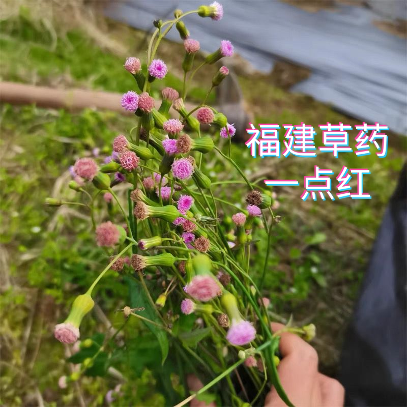 福建天然一点红中草药叶下红中药材羊蹄草新鲜晒干红叶草红背叶草