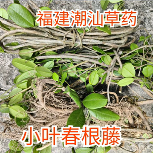 福建草头小叶春根藤伸筋藤清热香藤潮汕穿根藤香根藤春筋香瓜煲汤
