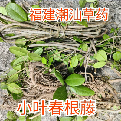 福建草头小叶春根藤伸筋藤清热香藤潮汕穿根藤香根藤春筋香瓜煲汤