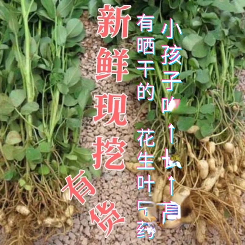 福建当季新鲜花生根花生梗花生秧叶棵助眠长身高睡不着草药煲汤料图片