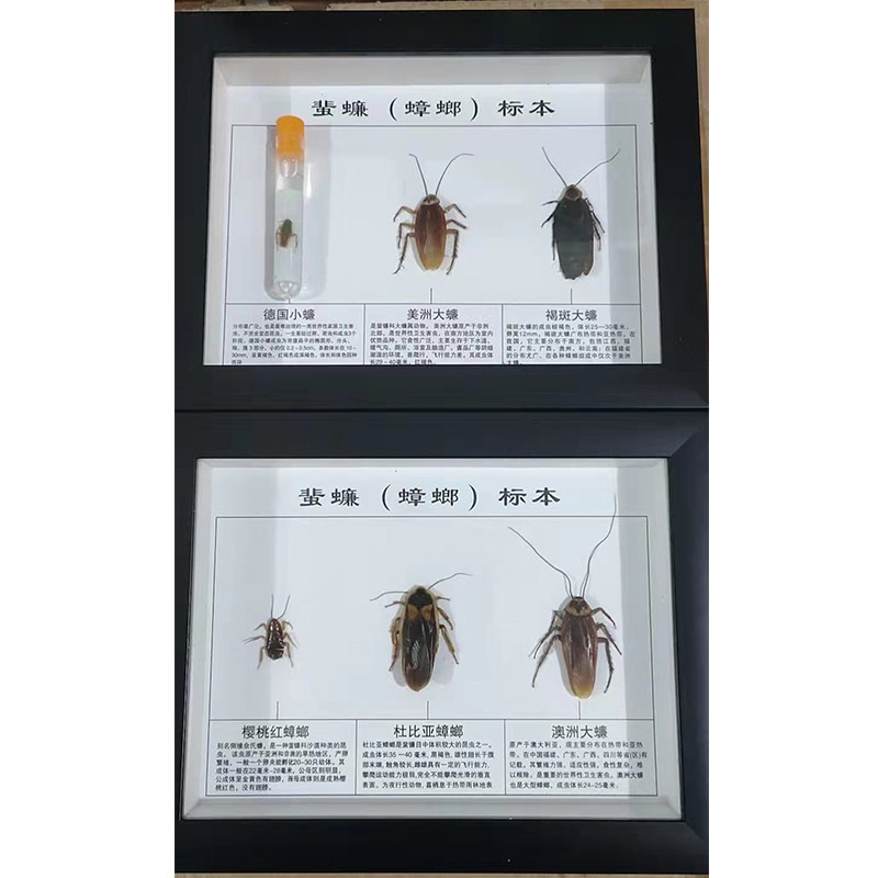 德国小蠊美洲大蠊黑胸大蠊浸制标本中华拟歪尾蠊大怏贵胧滴