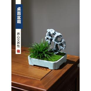 常青创意绿植假山盆景 菖蒲微型小盆栽植物室内办公室桌面茶室四季