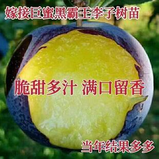 凤凰李子树苗李子树苗当年结果嫁接树苗盆栽地栽当年结果抗寒高产