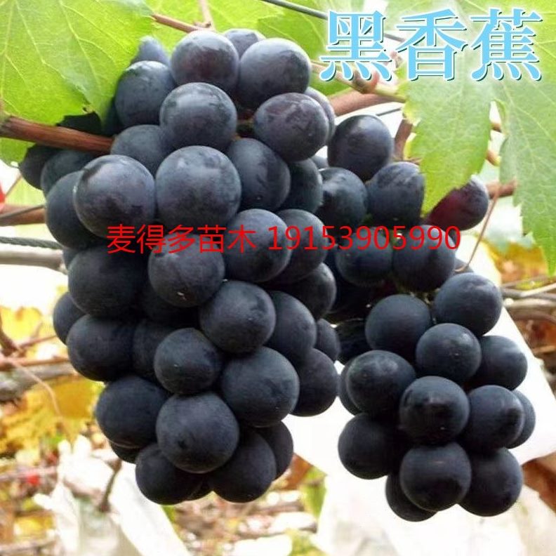 黑香蕉葡萄苗抗寒耐寒度冬天不下架爬藤南北方种植当年结果