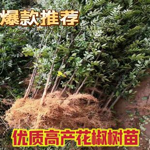 花椒树苗大红袍高产优质少刺花椒树苗南北方种当年结果经济5年2年