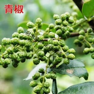 新品种花椒树苗正宗青花椒树苗藤椒苗南北方种植当年结果花椒树苗
