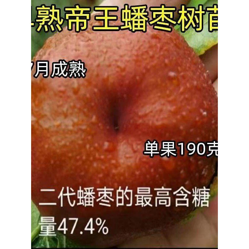 新款帝王蟠枣苗嫁接枣树苗正品成熟薄皮枣庭院盆栽地栽南北方种植