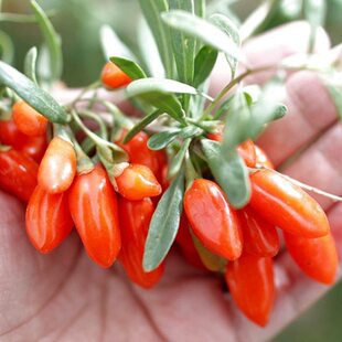 枸杞苗食用宁夏野生枸杞红枸杞野生苗树苗盆栽地栽庭院南北方种植
