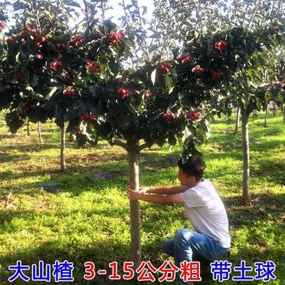 山楂树活苗大五棱甜红子大金星树苗南北方种植庭院地栽山楂树果苗