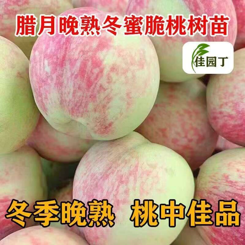 爆甜冬雪桃苗腊月成熟正宗冬桃树苗晚熟桃树苗耐寒当年结果地栽桃