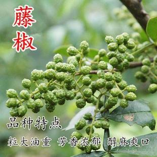 九叶青花椒树苗正宗麻椒带刺树苗特麻特香耐寒盆栽地栽南北方种植