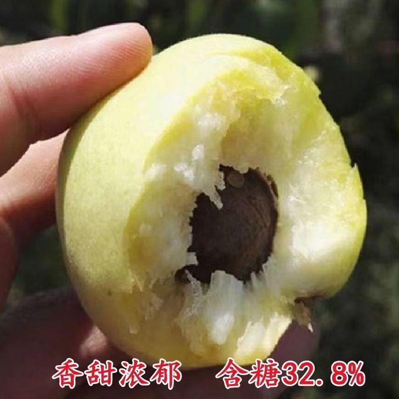 特大香白杏树苗超甜新品嫁接南北方种植盆栽地栽庭院当年结果