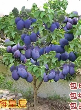 西梅树树苗李子法兰西西梅苗甜嫁接南方北方种植青梅地栽当年结果