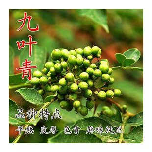 花椒苗树盆栽当年结果带土带叶食用大红袍花椒树苗南北方种植特麻