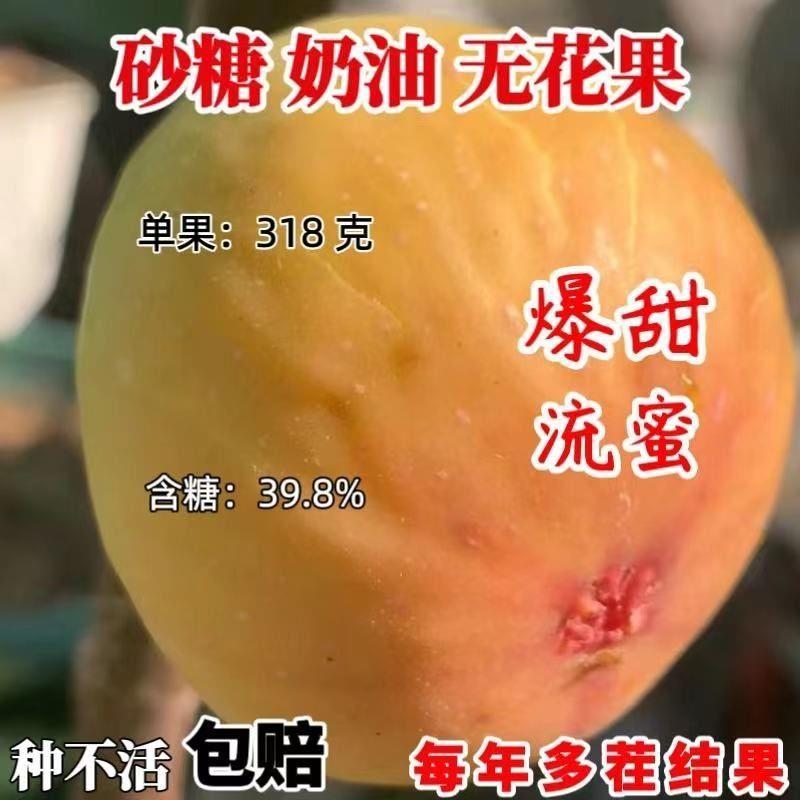 砂糖奶油无花果树苗阳台盆栽庭院地栽南北方耐寒种植当年结果树苗