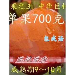 单果重1.4斤柿树新品种中华巨柿子树苗正宗嫁接脆甜柿子苗特大