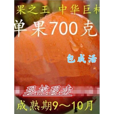 单果重1.4斤柿树新品种中