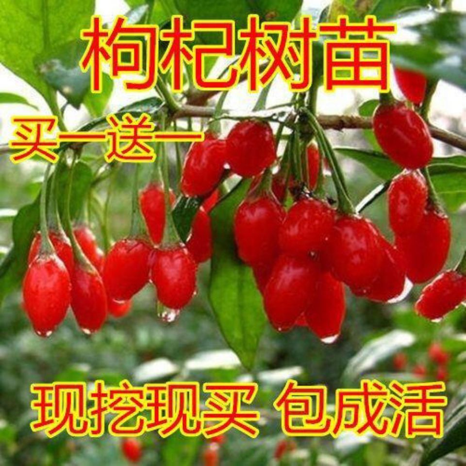 红枸杞苗正宗红枸杞树苗宁夏枸杞苗当年结果南北方地栽盆栽耐寒