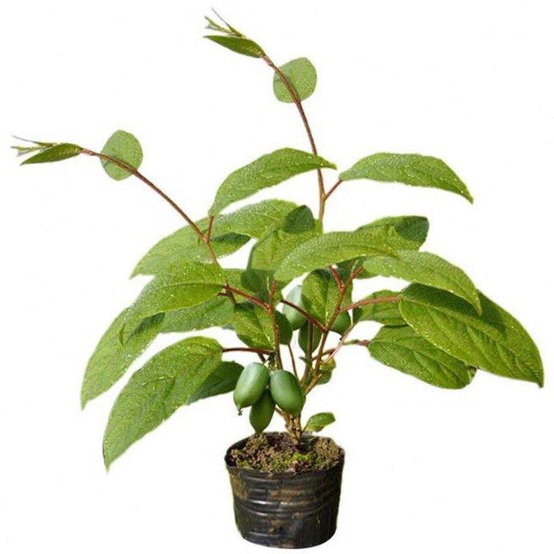 (带原土发)软枣猕猴桃苗盆栽紫色萨瓦多软枣猕猴桃苗果苗地栽庭