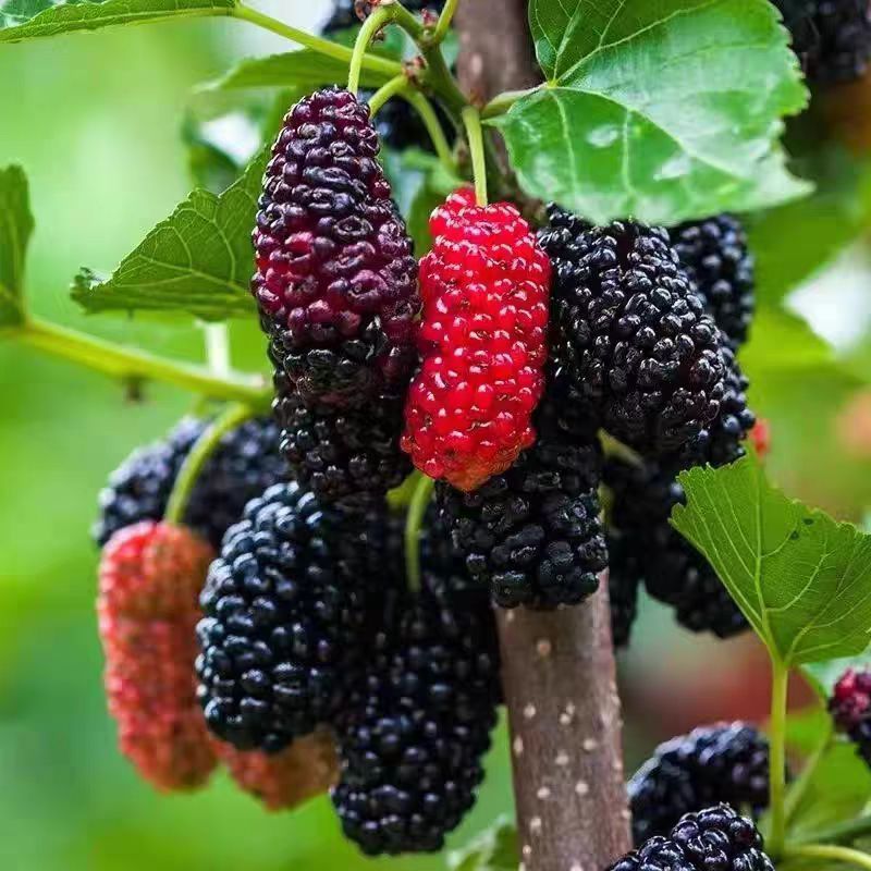 桑椹树苗当年结果桑葚苗盆景办公室绿色植物室内绿植好养桑叶盆栽