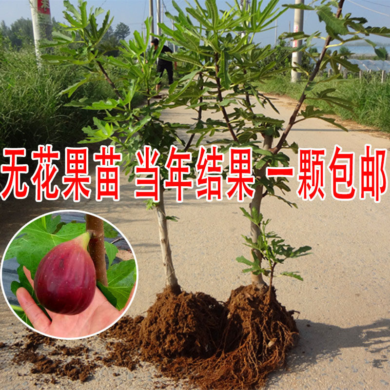 无花果苗盆栽地栽特大无花果树苗南方北方种植果树苗当年结果小苗|ruв категории доставка цветов/цветок моделирования/растения садоводства, садовое растение/даосское дерево/фруктовых деревьев, фруктовых деревьев - от Buy2taobao.com для оказания профессиональной услуги покупки агента Taobao
