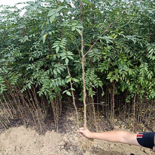 花椒树小苗大苗盆栽地栽花椒苗当年结果食用大红袍非无刺四川果树