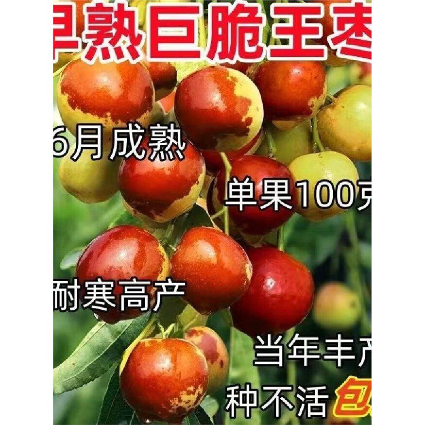 脆甜枣子树苗早脆王枣树苗嫁接枣子苗当年结果脆蜜大枣果树苗地栽