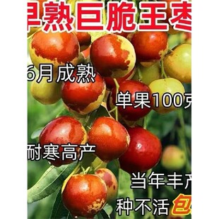脆甜枣子树苗早脆王枣树苗嫁接枣子苗当年结果脆蜜大枣果树苗地栽