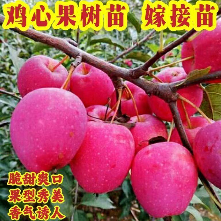 正宗东北直发正宗鸡心果树苗香妃海棠苹果苗小苹果树苗耐寒果树南