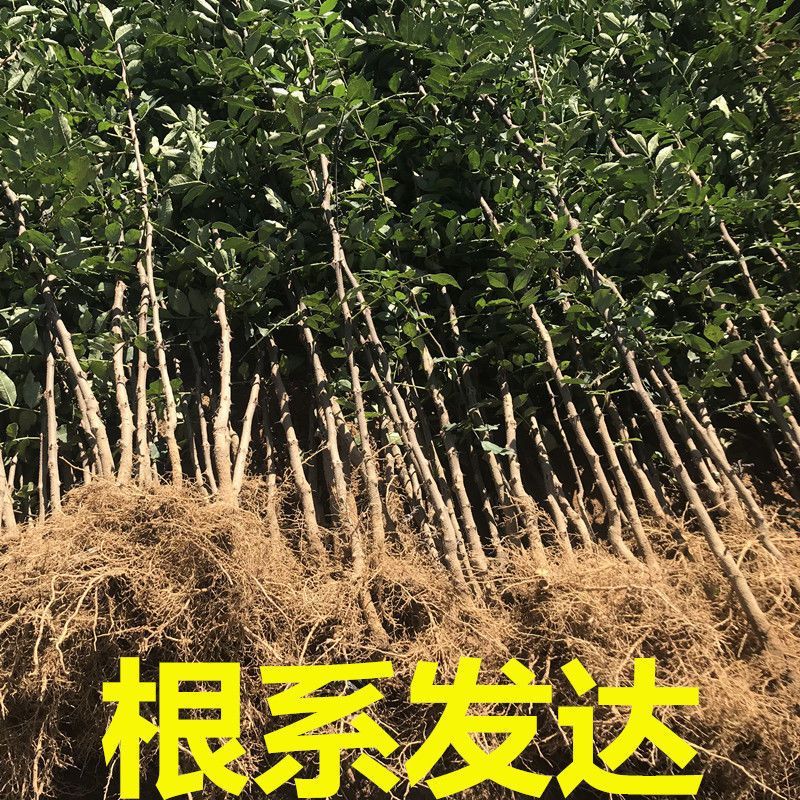 花椒树苗山西苗圃高产大果大红袍狮子头红花椒南北方庭院地栽耐寒