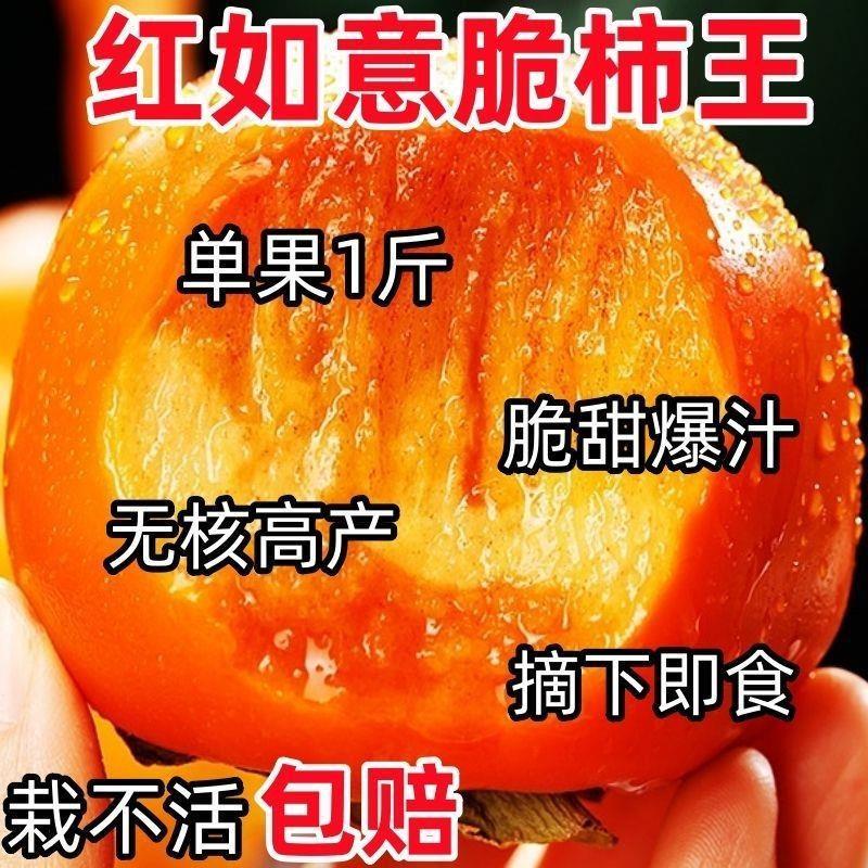 柿子树苗无籽无核新品种脆甜柿子耐寒盆栽地栽南北方种植当年结果